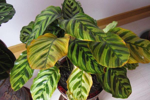 孔雀竹芋開花嗎 孔雀竹芋什么時候開花（幾月）