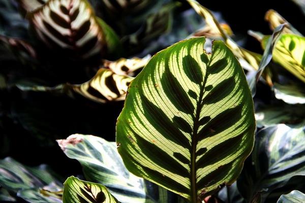 孔雀竹芋開花嗎 孔雀竹芋什么時候開花（幾月）