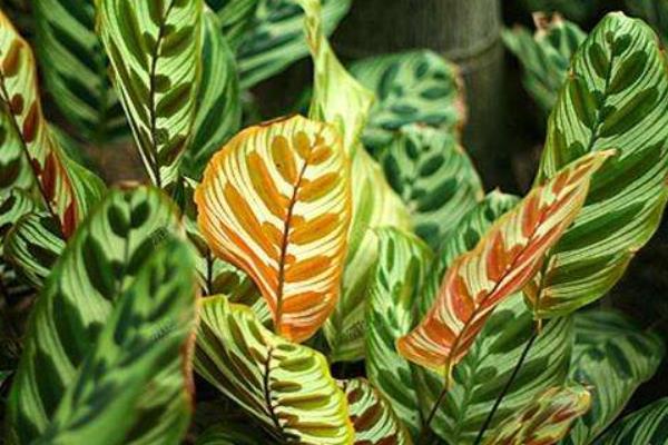 孔雀竹芋多久澆一次水 孔雀竹芋好養活嗎