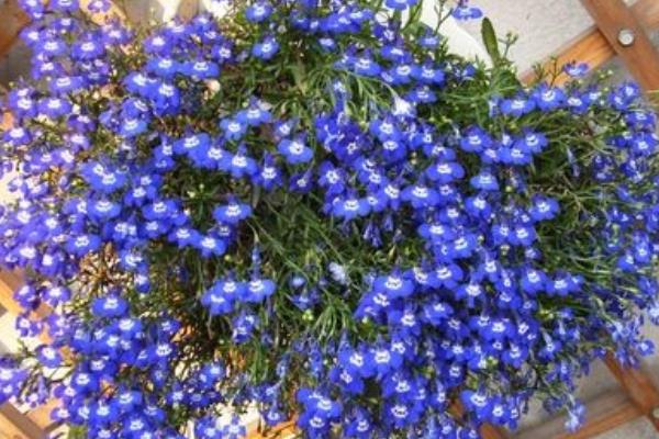 六倍利什么時候開花（幾月）  六倍利播種時間