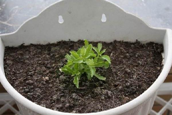 六倍利種子什么時候播種(幾月) 六倍利的播種方法