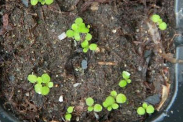 六倍利種子什么時候播種(幾月) 六倍利的播種方法