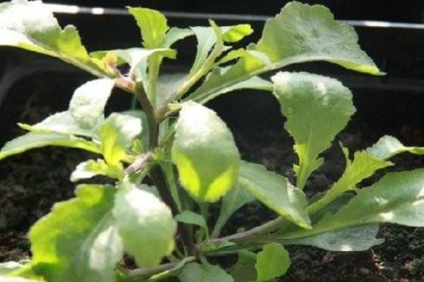 六倍利種子什么時候播種(幾月) 六倍利的播種方法