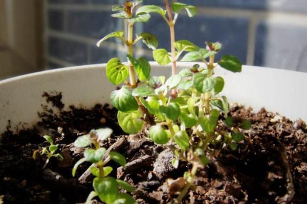 六倍利種子什么時候播種(幾月) 六倍利的播種方法