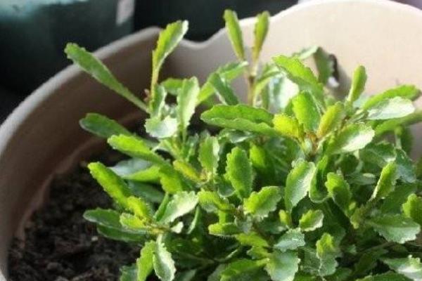 六倍利種子什么時候播種(幾月) 六倍利的播種方法