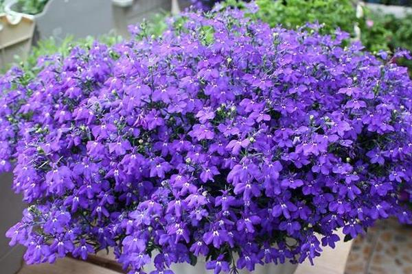 六倍利種子什么時候播種(幾月) 六倍利的播種方法