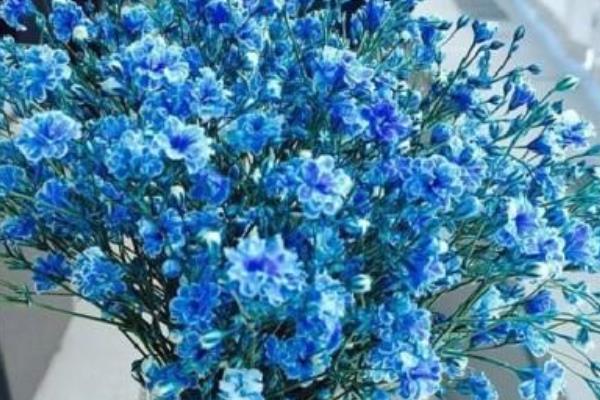 滿天星種子市場價格多少錢一斤  滿天星種子種植方法