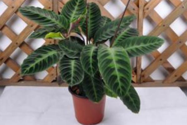 天鵝絨竹芋怎么養(yǎng) 天鵝絨竹芋的養(yǎng)殖方法與注意事項(xiàng)