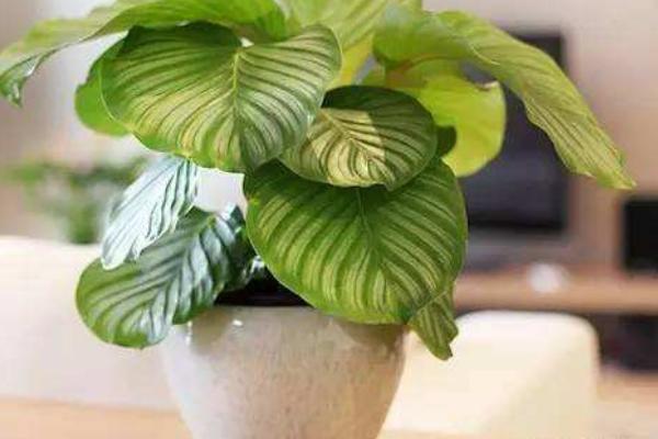 天鵝絨竹芋怎么養(yǎng) 天鵝絨竹芋的養(yǎng)殖方法與注意事項