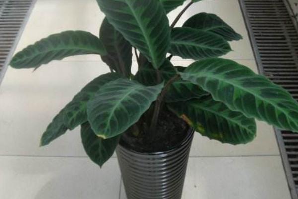 天鵝絨竹芋怎么養(yǎng) 天鵝絨竹芋的養(yǎng)殖方法與注意事項