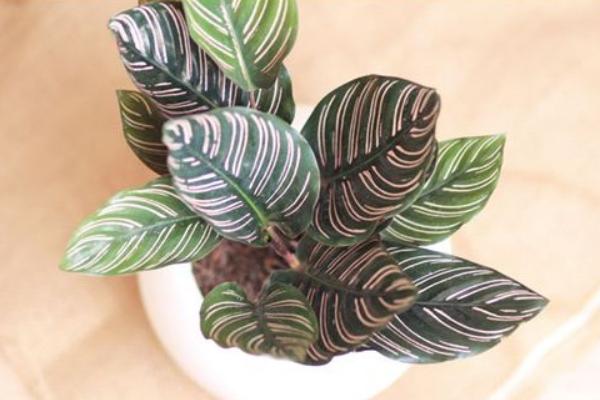 天鵝絨竹芋怎么養(yǎng) 天鵝絨竹芋的養(yǎng)殖方法與注意事項