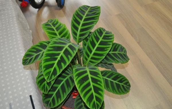 天鵝絨竹芋怎么養(yǎng) 天鵝絨竹芋的養(yǎng)殖方法與注意事項