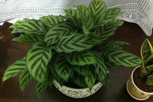 天鵝絨竹芋葉子發(fā)黃耷拉怎么辦（附解決方法） 天鵝絨竹芋葉子發(fā)黃耷拉的原因