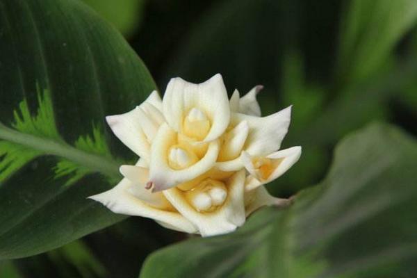 天鵝絨竹芋什么時候開花（幾月） 天鵝絨竹芋不開花怎么辦