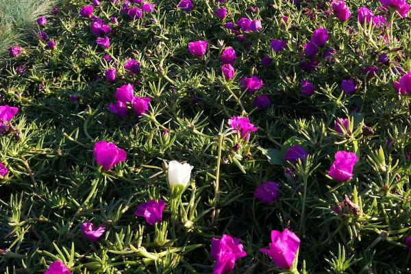 半枝蓮產(chǎn)地在哪里 半枝蓮怎么養(yǎng)爆盆