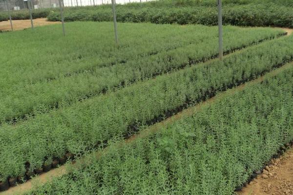 迷迭香種植方法與注意事項 迷迭香的修剪技巧