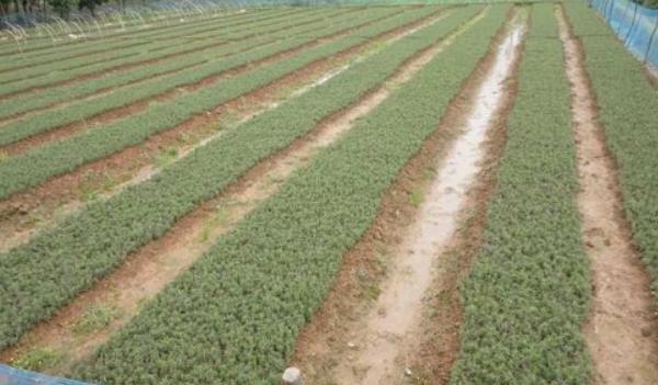 迷迭香種植方法與注意事項 迷迭香的修剪技巧