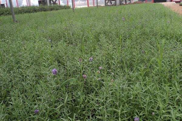 迷迭香種植方法與注意事項 迷迭香的修剪技巧