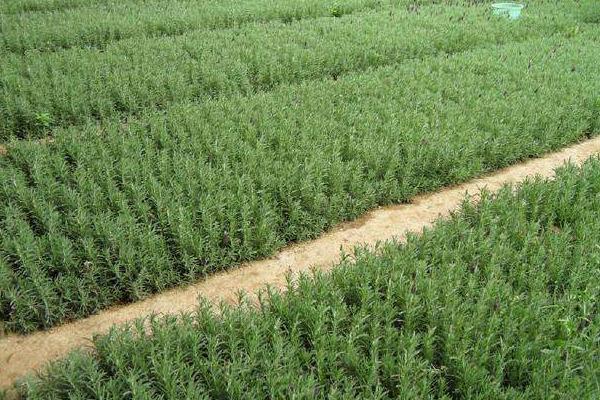 迷迭香種植方法與注意事項 迷迭香的修剪技巧