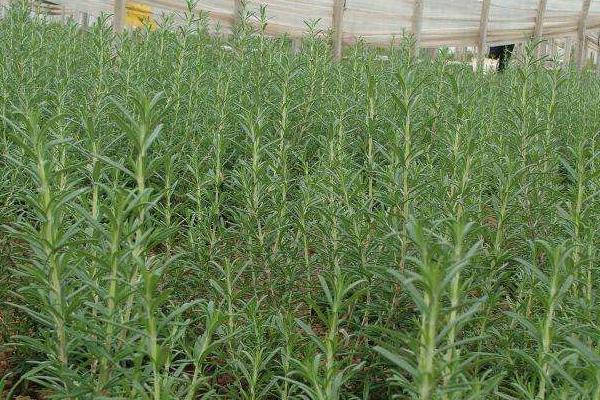 迷迭香種植方法與注意事項 迷迭香的修剪技巧