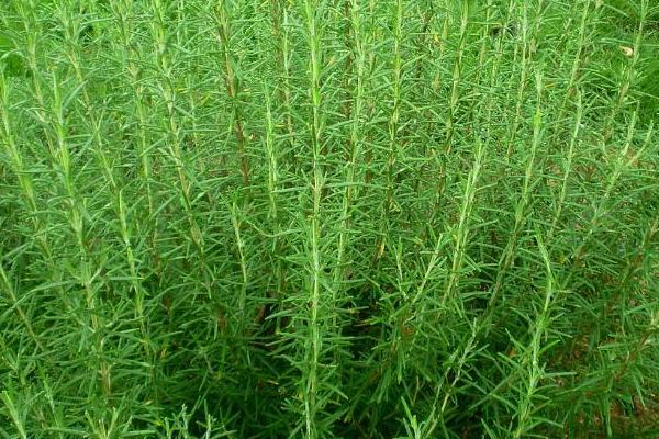 迷迭香種植方法與注意事項 迷迭香的修剪技巧