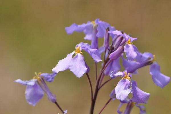 二月蘭圖片大全 二月蘭花語