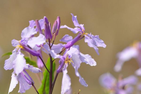 二月蘭種子市場價格多少錢一斤 二月蘭的播種方法及注意事項