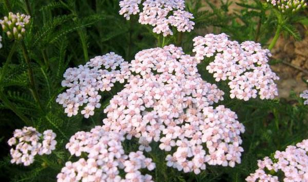 美女櫻圖片大全 美女櫻有哪些品種