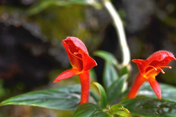 鯨魚花功效與作用及禁忌 鯨魚花藥用價值