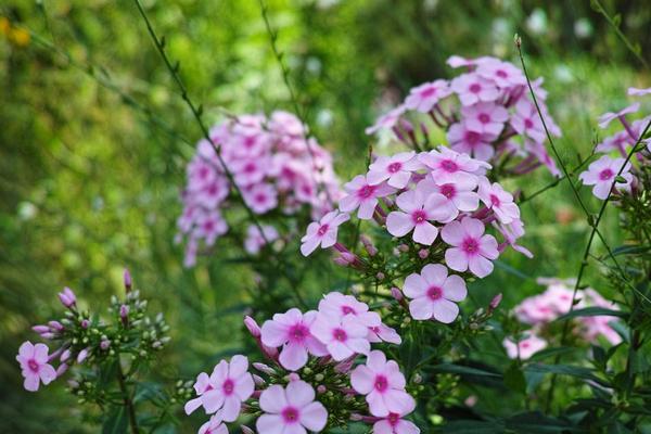 美女櫻種子市場價格多少錢一斤 美女櫻種子的種植法