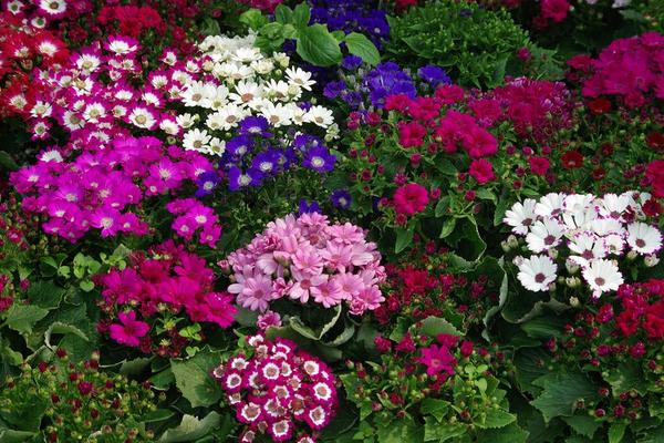 瓜葉菊種子市場價格多少錢一斤 瓜葉菊種子種植技巧