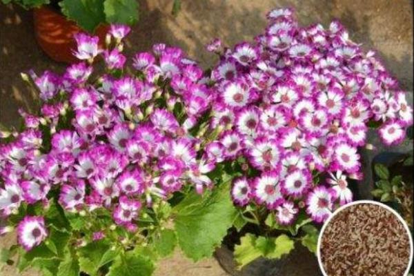 瓜葉菊種子市場價格多少錢一斤 瓜葉菊種子種植技巧