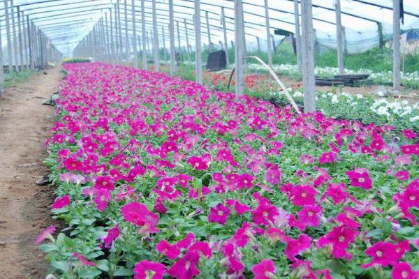 瓜葉菊種子市場價格多少錢一斤 瓜葉菊種子種植技巧