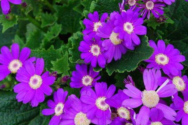 瓜葉菊種子市場價格多少錢一斤 瓜葉菊種子種植技巧