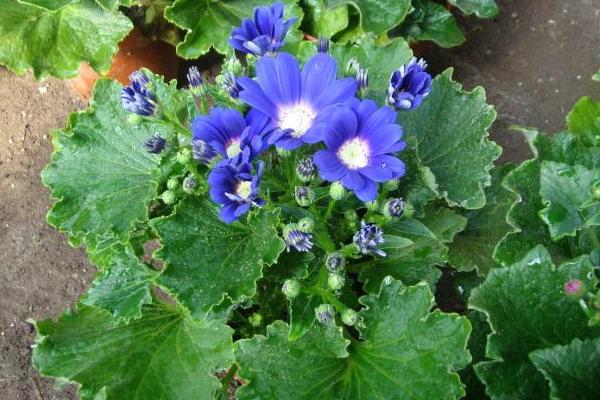 瓜葉菊種子市場價格多少錢一斤 瓜葉菊種子種植技巧