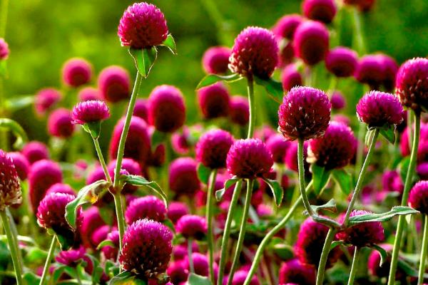 千日紅和紅巧梅的區(qū)別是什么 千日紅怎么扦插