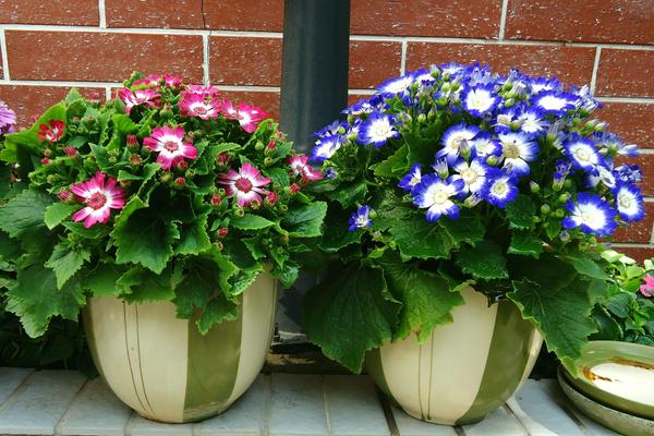 瓜葉菊怎么養 瓜葉菊養殖方法與注意事項