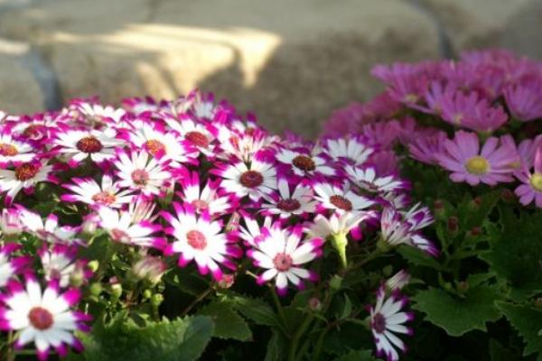 瓜葉菊怎么養 瓜葉菊養殖方法與注意事項