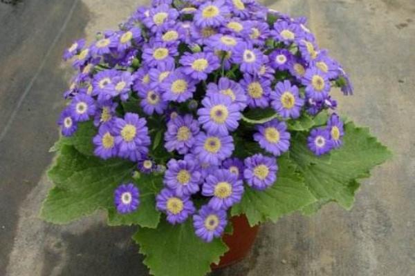 瓜葉菊怎么養 瓜葉菊養殖方法與注意事項