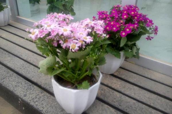 瓜葉菊怎么養 瓜葉菊養殖方法與注意事項