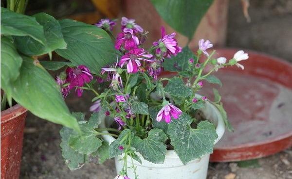 瓜葉菊怎么養 瓜葉菊養殖方法與注意事項