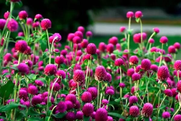 千日紅怎么種 千日紅種植方法與注意事項