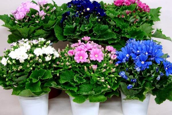 瓜葉菊有毒嗎 瓜葉菊是否能放在睡房