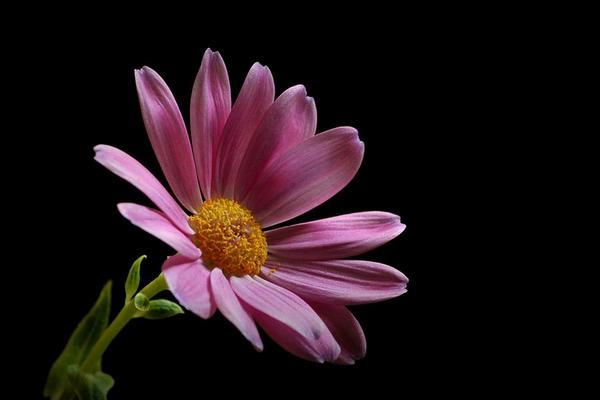 瓜葉菊什么時候開花（花期是幾月） 瓜葉菊一年開幾次花