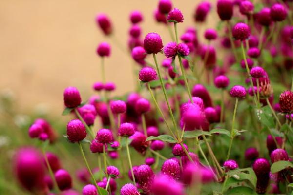 千日紅怎么種 千日紅種植方法與注意事項