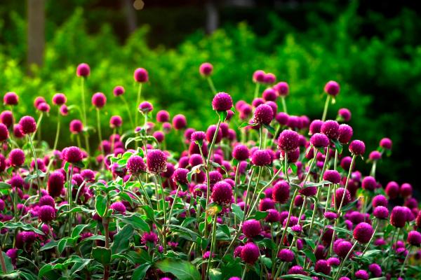 千日紅怎么種 千日紅種植方法與注意事項