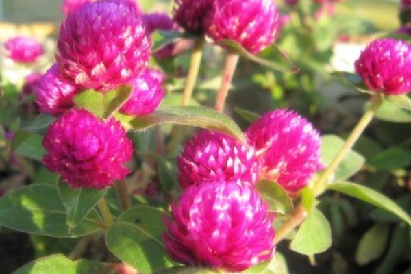 千日紅怎么種 千日紅種植方法與注意事項