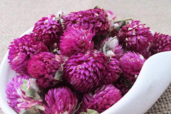 千日紅怎么種 千日紅種植方法與注意事項