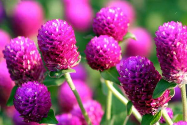 千日紅種子市場價格多少錢一斤 千日紅怎么繁殖