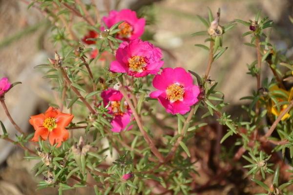 半枝蓮圖片大全 什么是半枝蓮